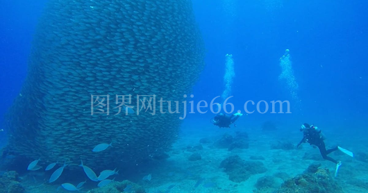 水下游泳遇鱼群
