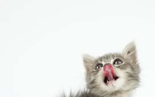 双色小猫萌态尽显黑白映衬