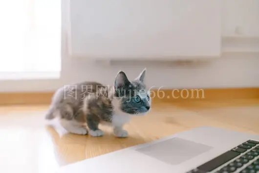 橘猫MacBook前站姿可爱