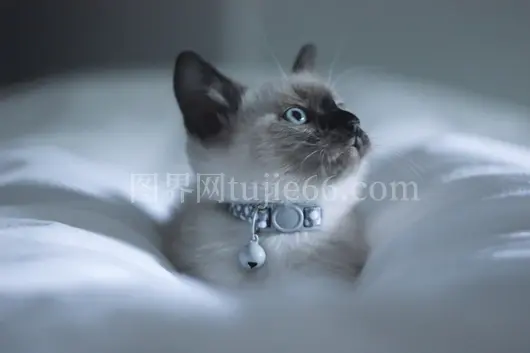 白棕猫系蓝项圈