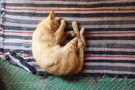 橘猫靠彩垫