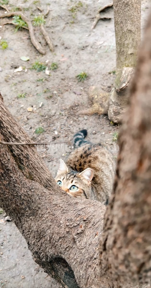 猫儿嬉戏乐融融