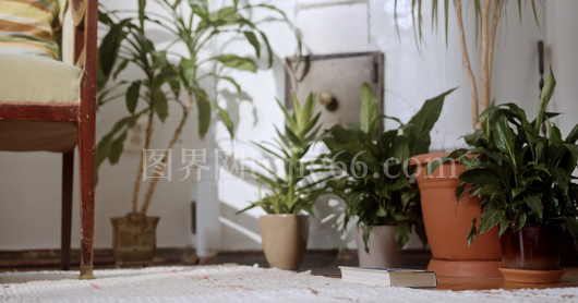橘猫悠闲漫步家中地板
