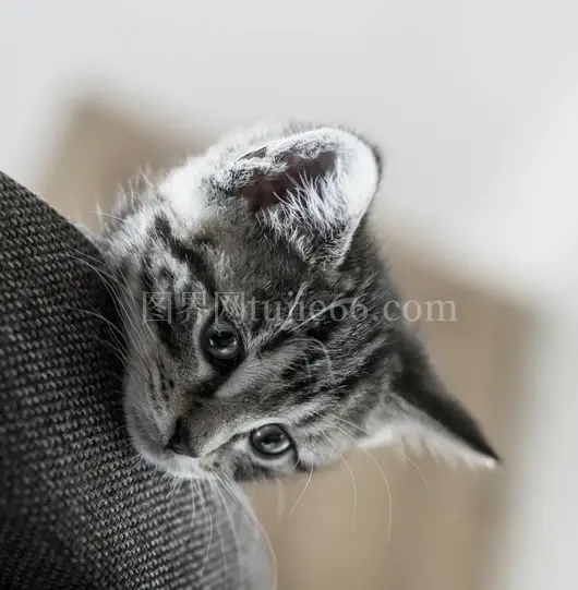 虎斑猫布料探出头顽皮天真