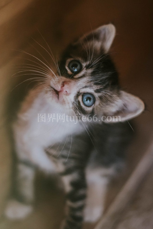 虎斑猫室内仰望蓝色眼眸迷人肖像