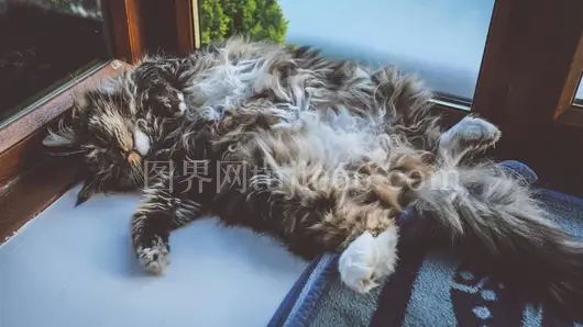 虎斑猫窗边午睡可爱图