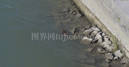 水獭游罗马城市河岸