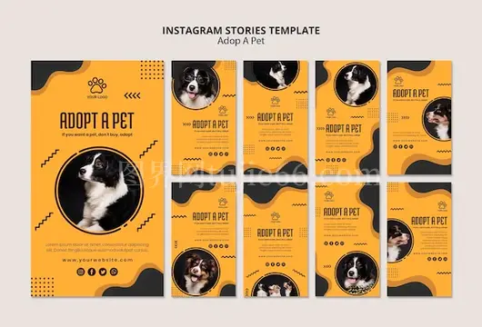 领养边境牧羊犬，Instagram分享温馨故事