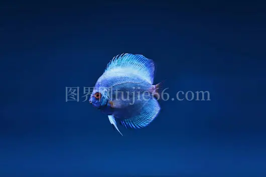 蓝神仙鱼特写游淡水景