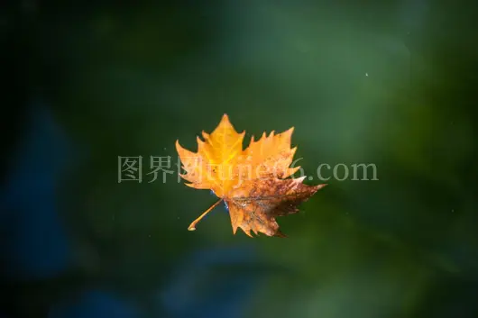 秋意盎然落叶飘绿波心