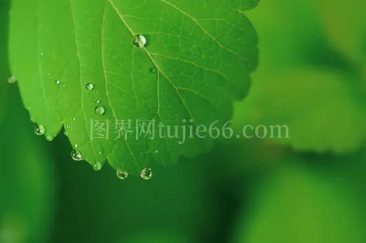 绿叶露珠绿意盎然特写