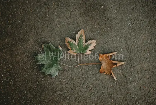 秋叶斑斓纹理间自然美呈现