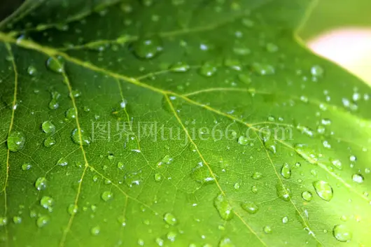 绿叶特写水珠添清新感