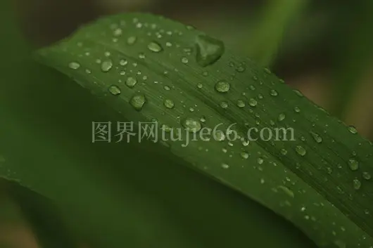 绿叶微距水珠清新美