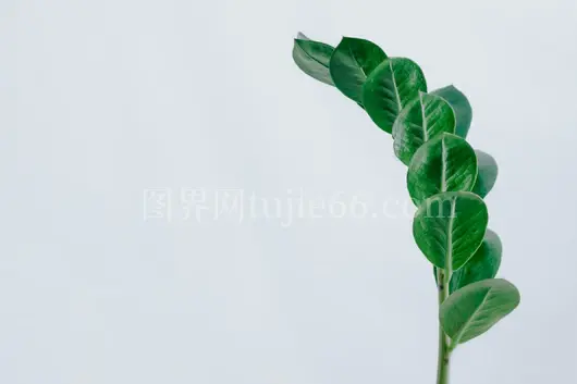 绿叶植物美图欣赏