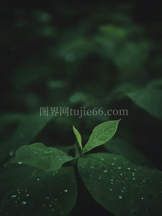 绿叶特写水珠映衬