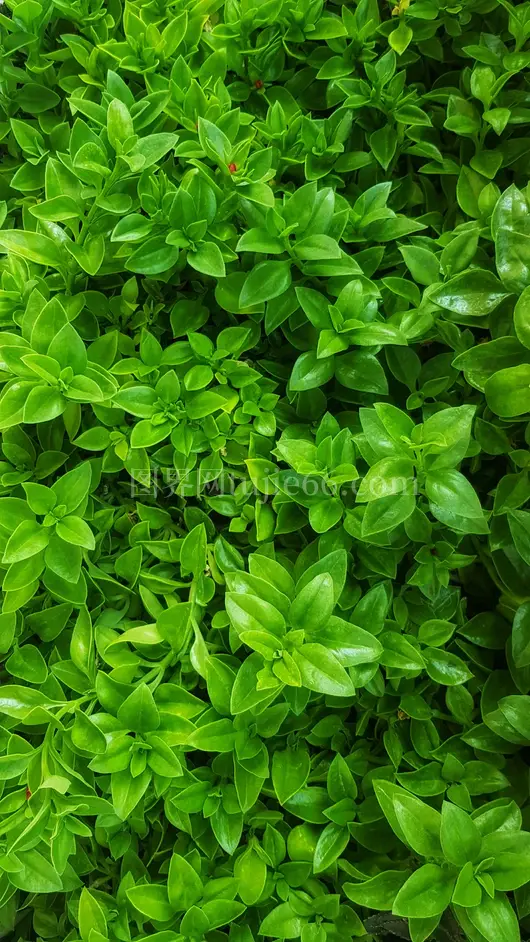 绿叶植物映入眼帘