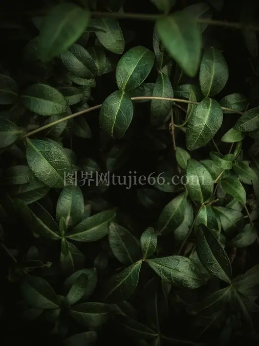 绿叶映珠景致美