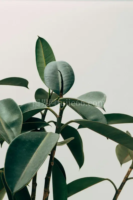绿叶植物外观特征展示