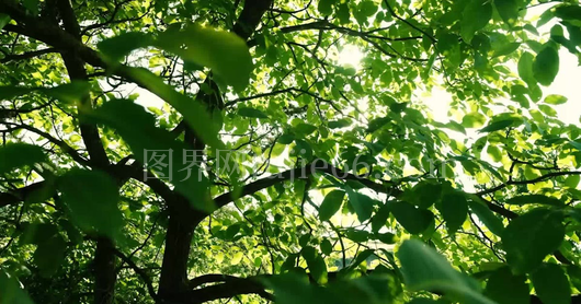 绿叶间阳光渗透美