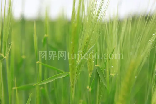 夏日麦田露珠自然美景