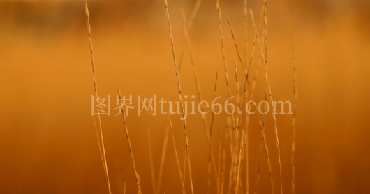 黄金时刻草地特写视角