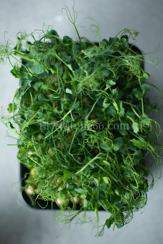 顶部视角绿色微青菜新鲜食品主题