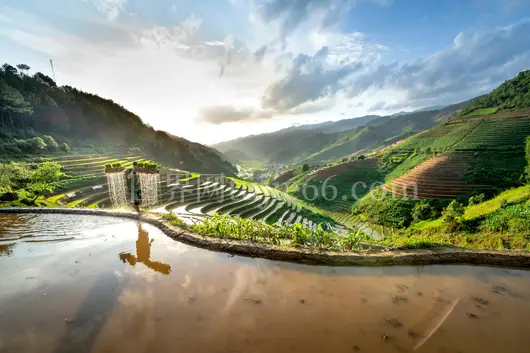 夏日蓝天白云映衬下稻田美景