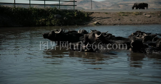 水牛嬉戏水中景