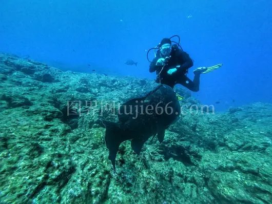 亚速尔群岛潜水遇大鱼探秘海洋生物