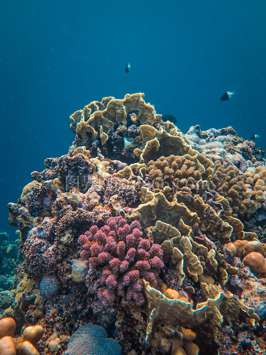 彩色珊瑚礁海洋生物宁静水下世界