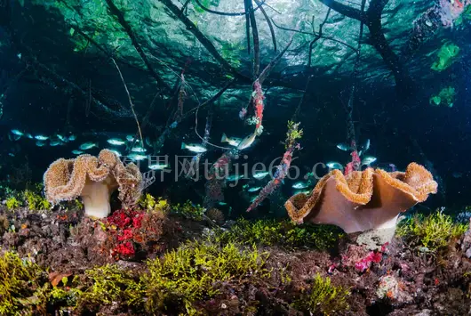 印尼西巴布亚红树林五彩海洋生物