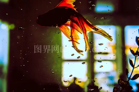 常见金鱼宠物观赏佳选