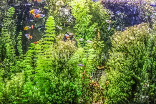 绿植映紫花景致美