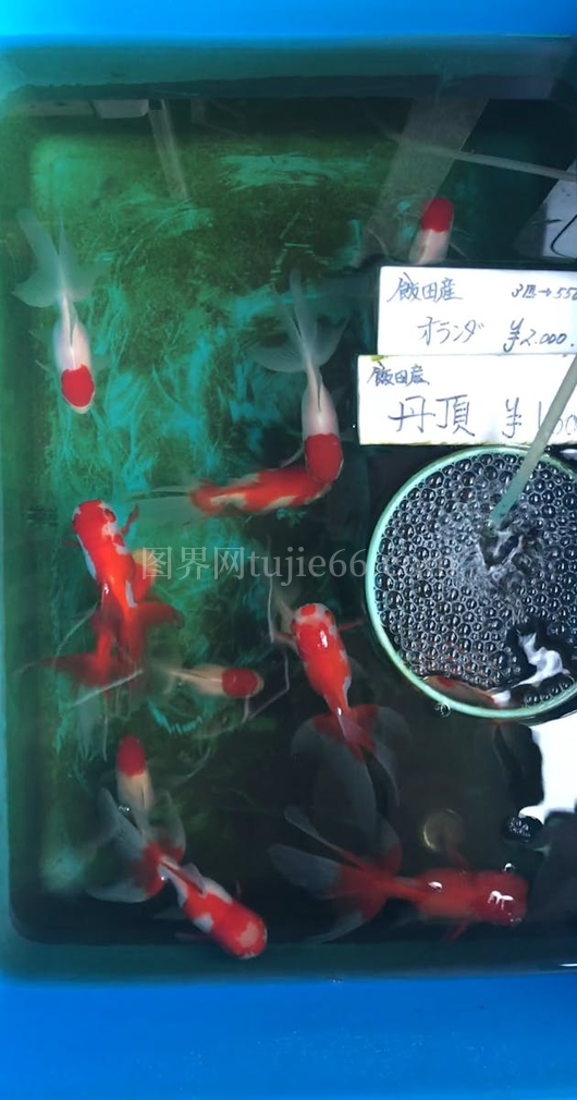 水族箱锦鲤饲养之美景