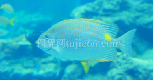 橙斑背鳍鱼鱼缸生活景