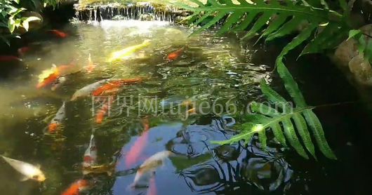 锦鲤人工池中畅游