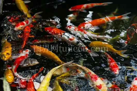 锦鲤游动宁静池自然色彩