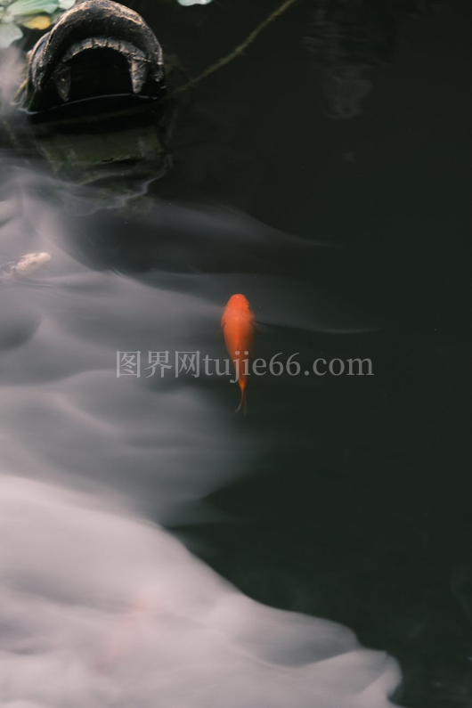锦鲤静游装饰石旁
