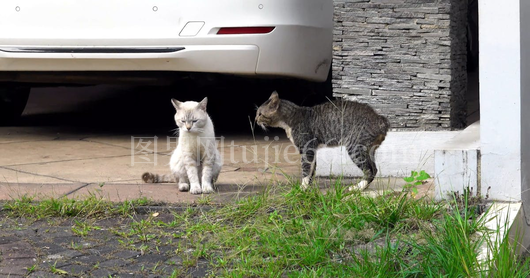 猫儿嬉戏斗场间