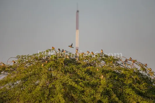 绿植映衬棕色塔楼背景