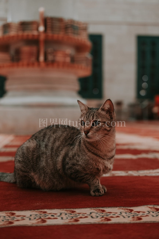 室内地毯静坐虎斑猫