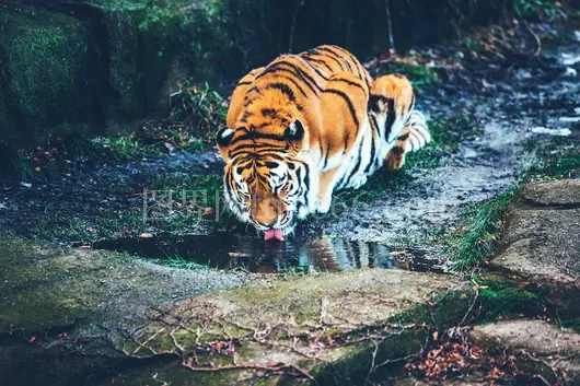 棕虎悠然饮水景致