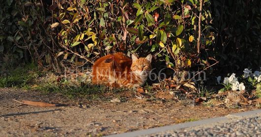 橘猫黄昏美景中悠然自得