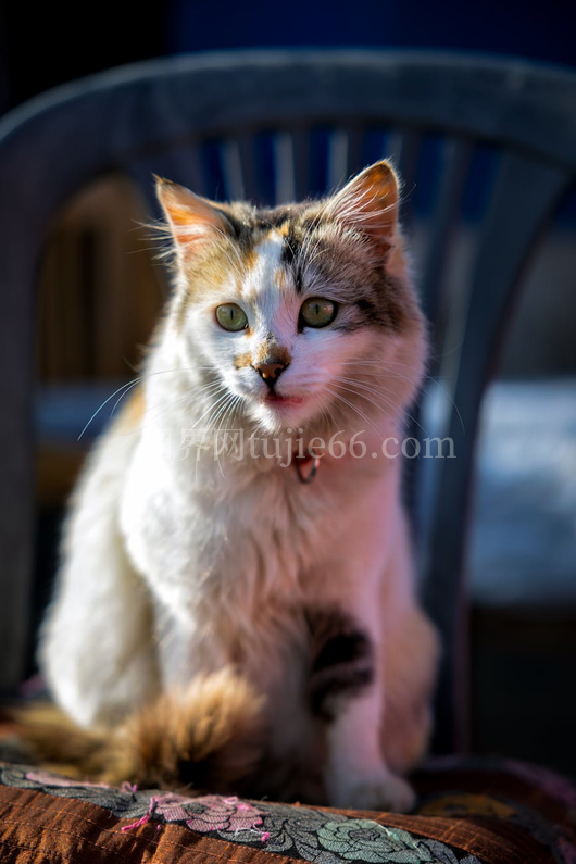 毛茸茸虎斑猫椅子晒太阳宠物主题