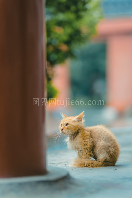 橘猫户外蓬毛好奇