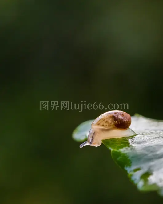 绿叶蜗牛自然景致