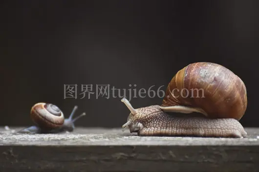 蜗牛静卧棕木面