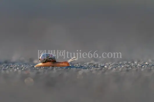 蜗牛漫步沙滩蓝棕映衬