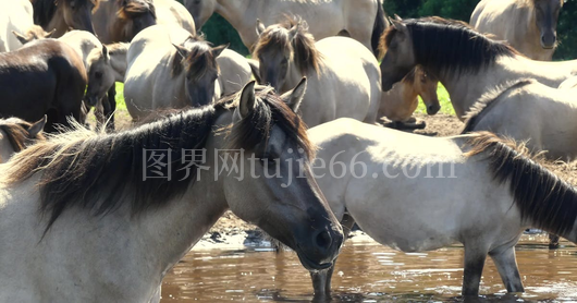 马群溪边饮水图